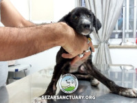 04-negar-sezar-sanctuary