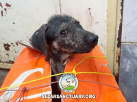 04-siah-koochooloo-sezar-sanctuary