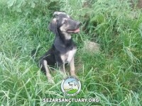 15-siah-koochooloo-sezar-sanctuary