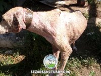 04-lucy2-sezar-sanctuary