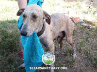 05-lucy2-sezar-sanctuary