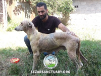 15-lucy2-sezar-sanctuary