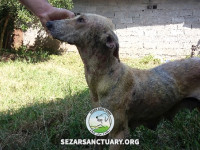 16-lucy2-sezar-sanctuary