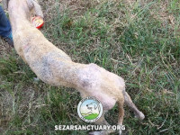 17-lucy2-sezar-sanctuary