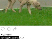 18-lucy2-sezar-sanctuary