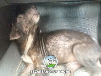 02-pesar-sezar-sanctuary