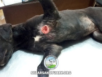 06-lesi-sezar-sanctuary