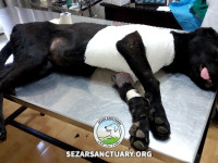 11-lesi-sezar-sanctuary