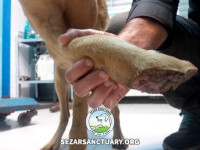 01-arshin-sezar-sanctuary