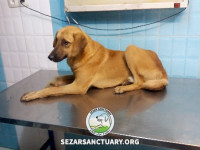 02-arshin-sezar-sanctuary