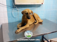 03-arshin-sezar-sanctuary