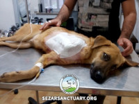 05-arshin-sezar-sanctuary