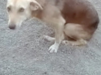 01-felfel-sezar-sanctuary