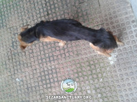 02-baba-bozorg-sezar-sanctuary