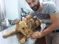 01-dingo-sezar-sanctuary