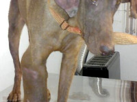 01-ghahvehee-sezar-sanctuary