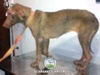 02-ghahvehee-sezar-sanctuary