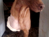 04-ghahvehee-sezar-sanctuary