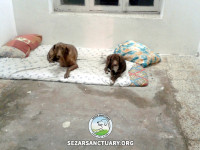 06-ghahvehee-sezar-sanctuary