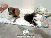 07-ghahvehee-sezar-sanctuary