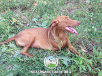 14-ghahvehee-sezar-sanctuary