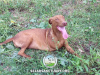 15-ghahvehee-sezar-sanctuary