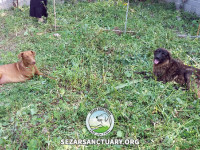 16-ghahvehee-sezar-sanctuary