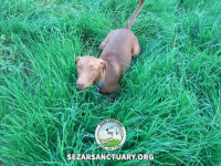 17-ghahvehee-sezar-sanctuary