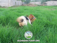 19-ghahvehee-sezar-sanctuary