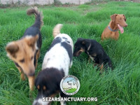 20-ghahvehee-sezar-sanctuary