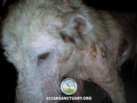 02-gandom-sezar-sanctuary