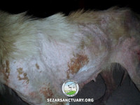 03-gandom-sezar-sanctuary