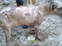 04-gandom-sezar-sanctuary