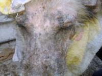 05-gandom-sezar-sanctuary