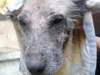 07-gandom-sezar-sanctuary