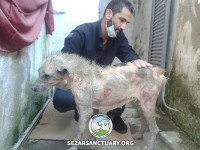 10-gandom-sezar-sanctuary