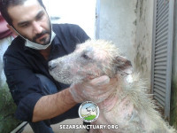 12-gandom-sezar-sanctuary