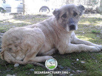 19-gandom-sezar-sanctuary