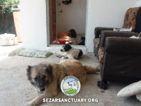 23-gandom-sezar-sanctuary