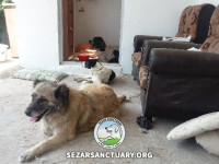 24-gandom-sezar-sanctuary