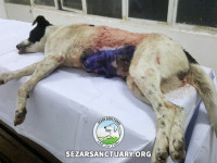 09-lucy-sezar-sanctuary