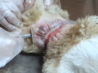 01-hachiko-sezar-sanctuary