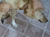 02-hachiko-sezar-sanctuary