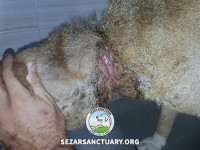 06-hachiko-sezar-sanctuary