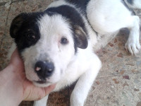 1-kapitan-sezar-sanctuary