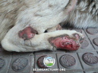 02-khatereh-sezar-sanctuary