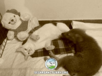 07-khersi-sezar-sanctuary