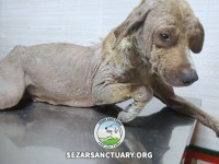 06-khomam-sezar-sanctuary