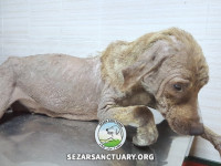 07-khomam-sezar-sanctuary