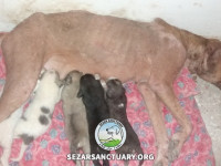 18-khomam-sezar-sanctuary